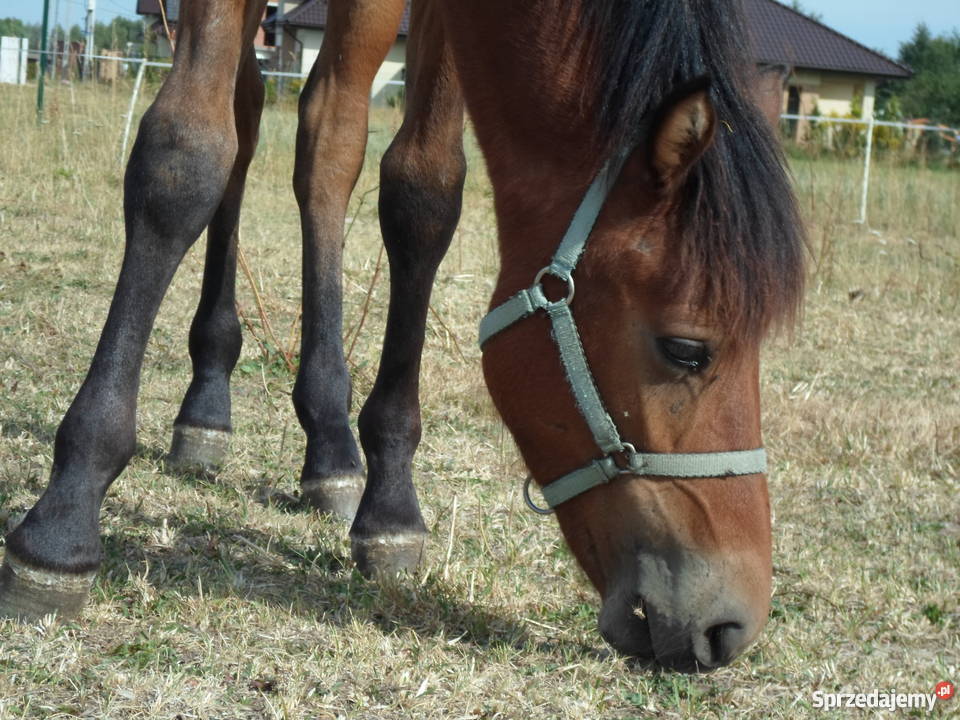 koń huculski Łódź