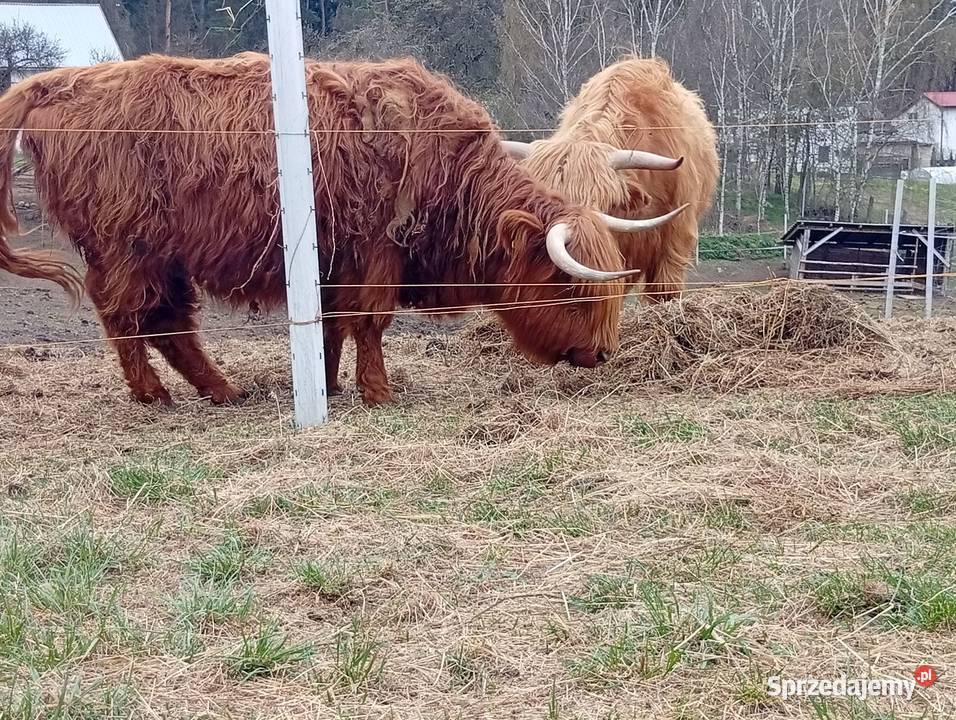 Krowy Highland stado 11 bydło mięsne szkockie Płachty
