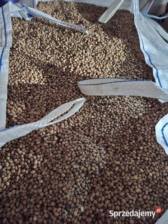 bobik zbiór 2025 sprzedam