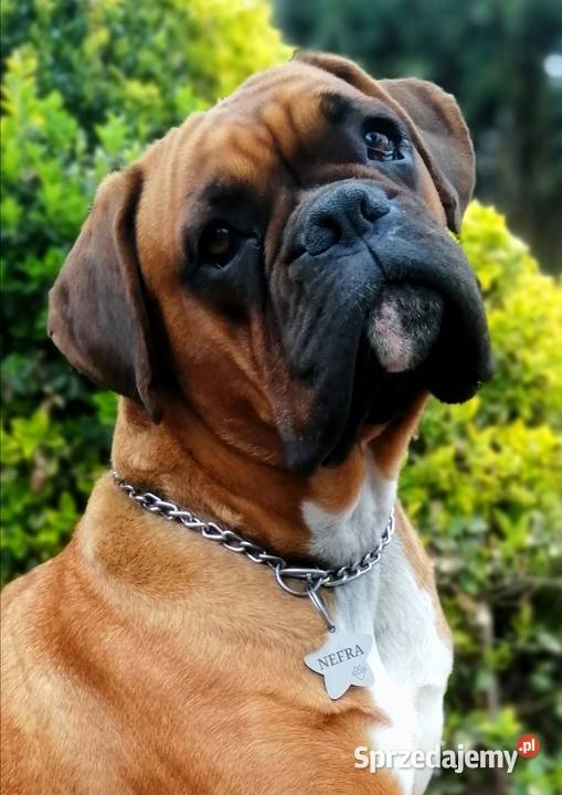 Bokser szczeniak ojciec Fci okazja Radom