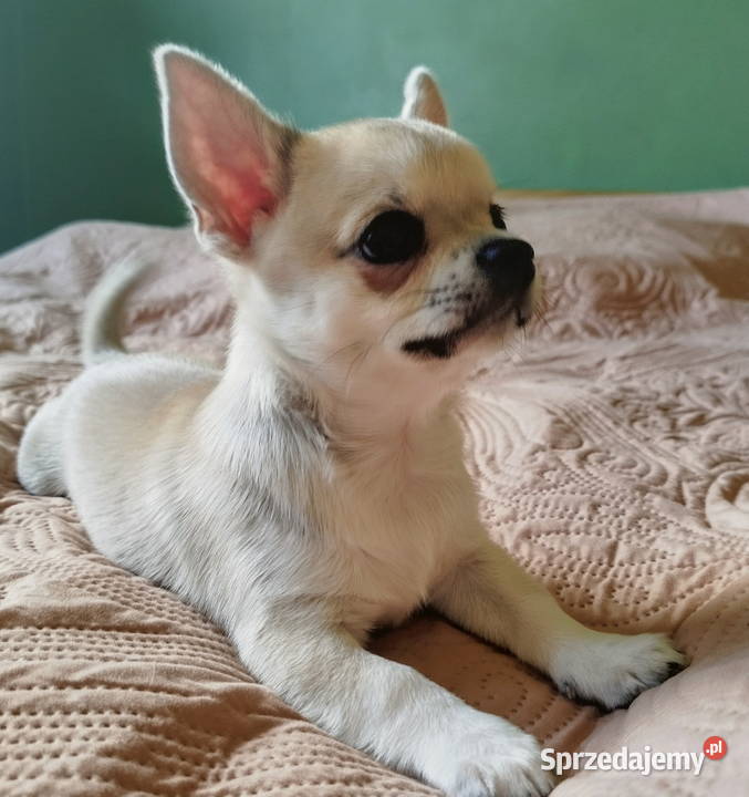Chihuahua maleńki piesek sprzedam