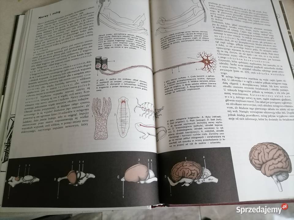 Larousse Ziemia Rośliny Zwierzęta Radom