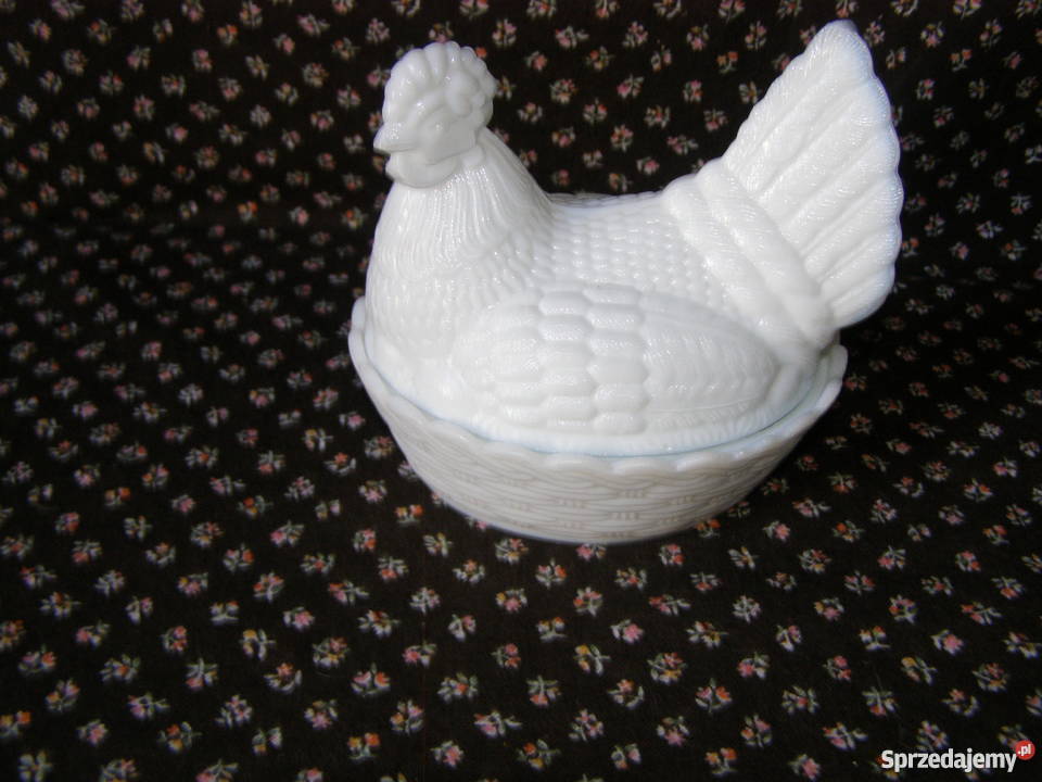 Kura mała lattimo Ząbkowice Międzyborów