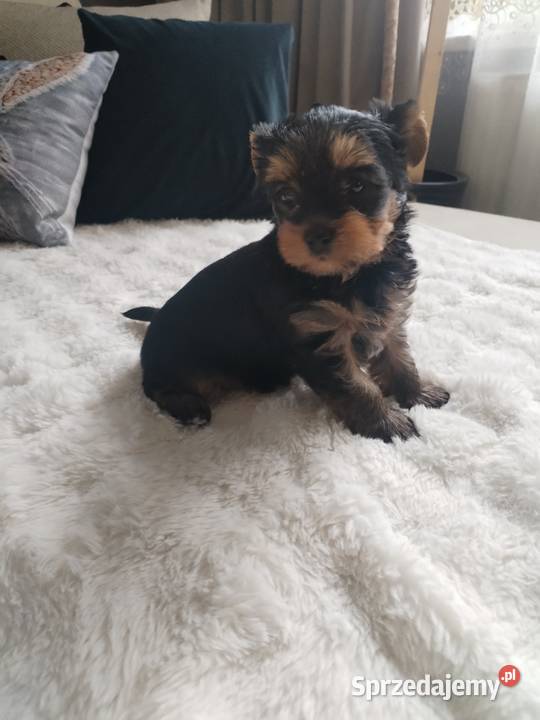 York terrier suczka Zwierzęta lubelskie sprzedam