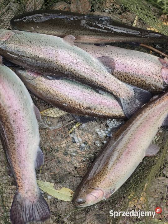 Pstrąg Karp Handlowy Bystrzyca Kłodzka