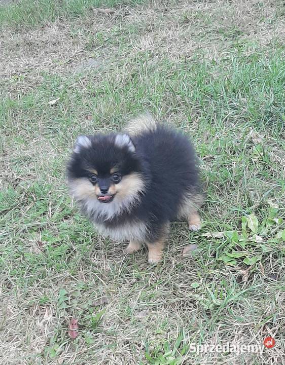 Szpic miniaturowy pomeranian sunia łódzkie Pabianice