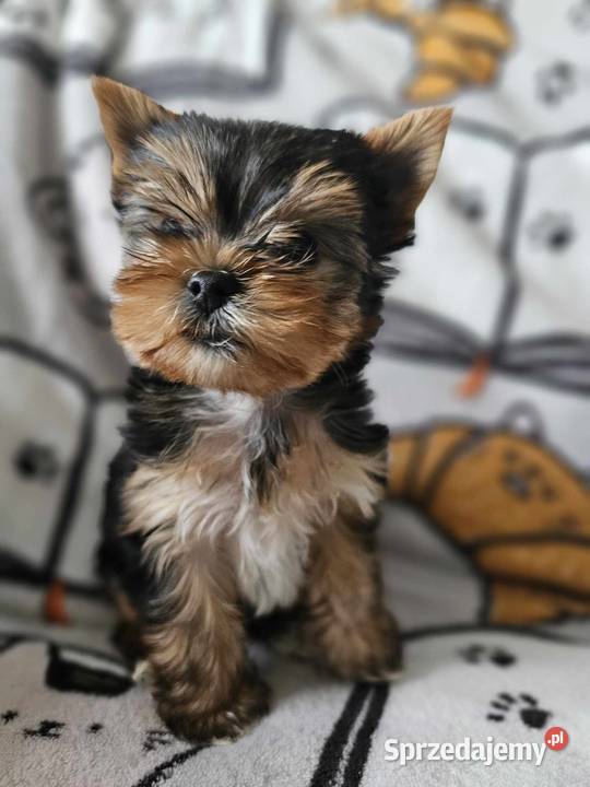 Yorkshire Terrier Piesek Chip Rodowód Wyprawka Częstochowa
