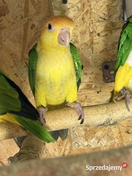 Barwinka Białobrzucha Czerwionka-Leszczyny