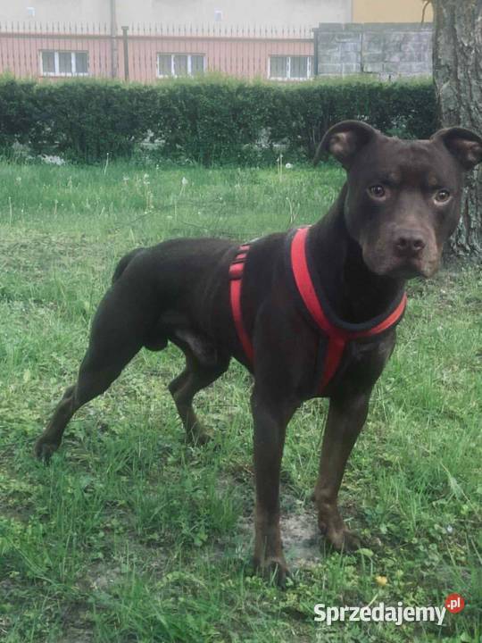 Do oddania American Pit Bull Terrier Jarosław sprzedam