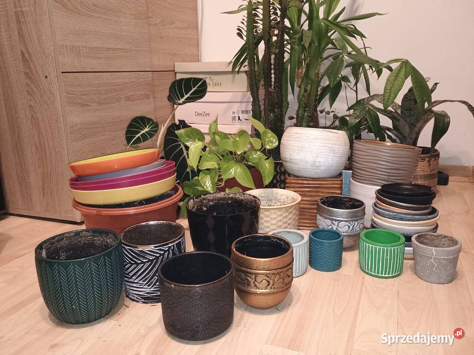 Kwiaty doniczkowe wszystko