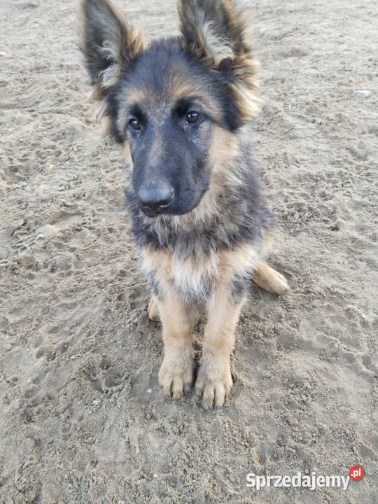 Owczarek niemiecki długowłosy Owczarek Osieczna sprzedam