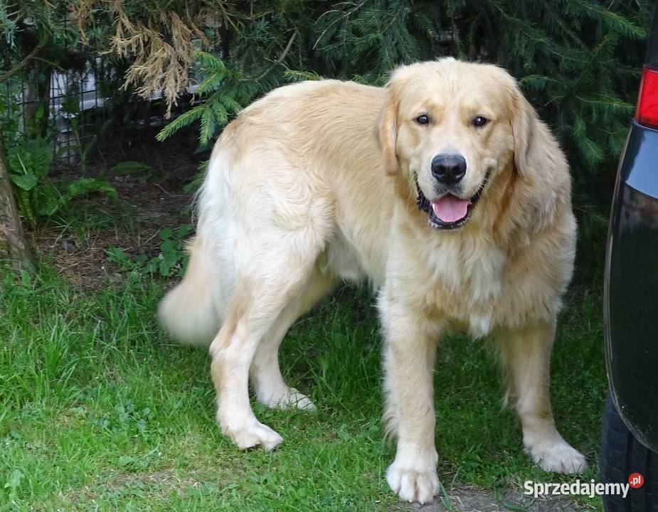 Golden retriever 15 miesięczny Przysucha