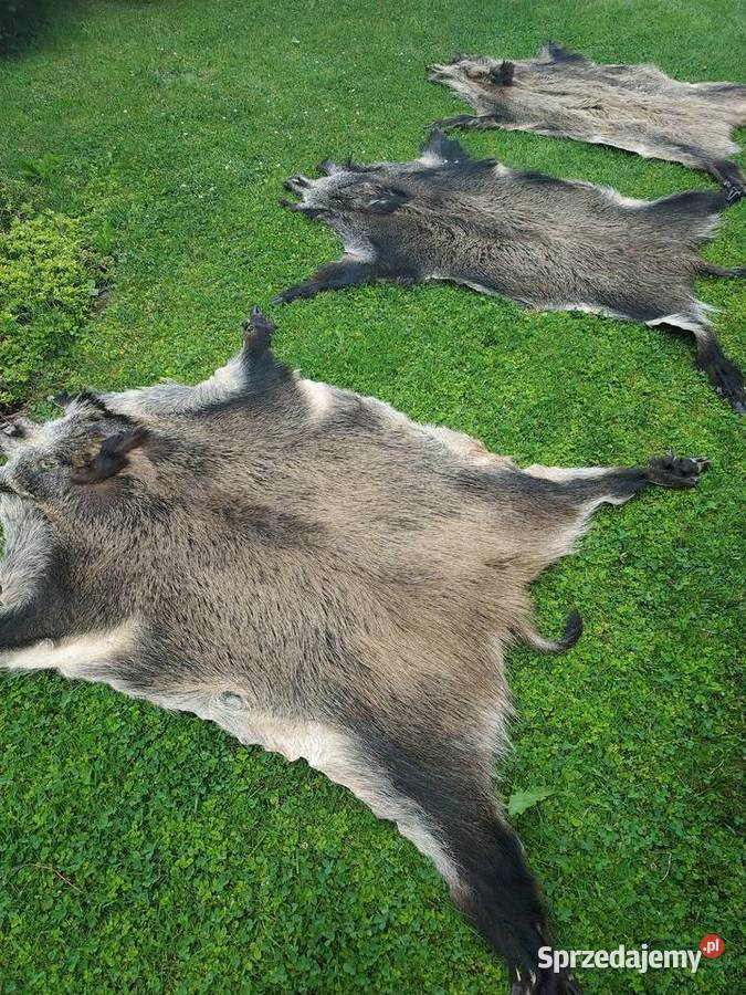 Dzik Skóra z Dzika Dekoracyjna Trofeum Skóry z