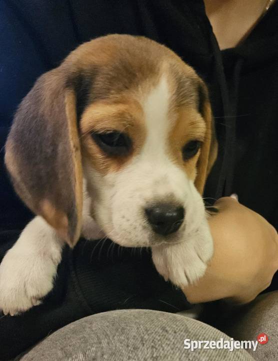 Cudowna dziewczynka Beagle championie mazowieckie Mińsk Mazowiecki