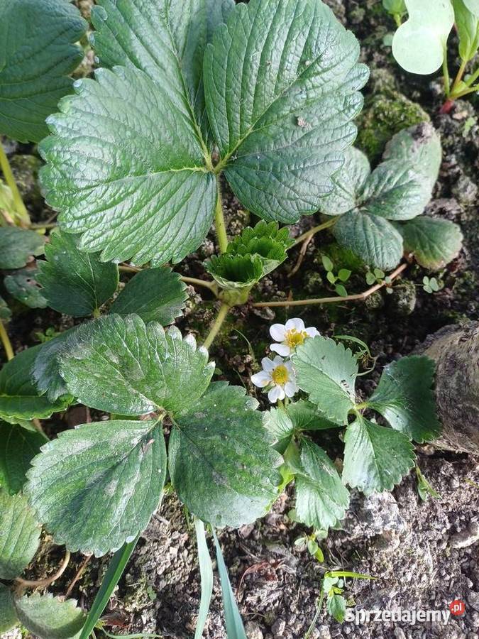 Truskawki powtarzające San Andreas i Monterey Owocowe Ogród Bączal Górny sprzedam