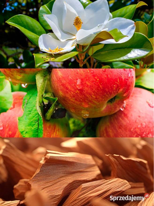 Yodeyma Fruit 100 ml Eau de Parfum