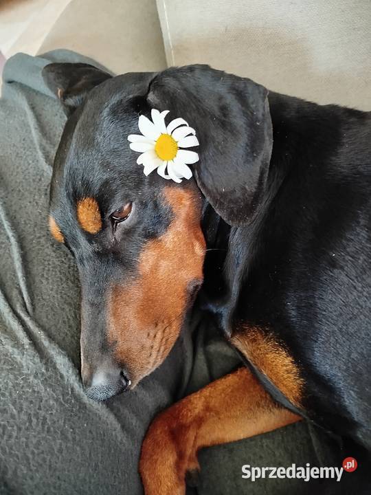 Pinczer Średni szczeniaczki