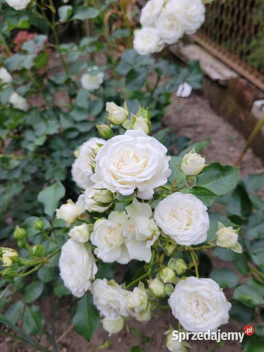 krzewy róż Kraków