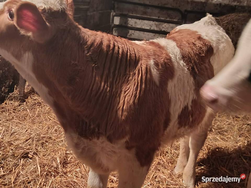 sprzedam cielaki lubelskie Wojsławice