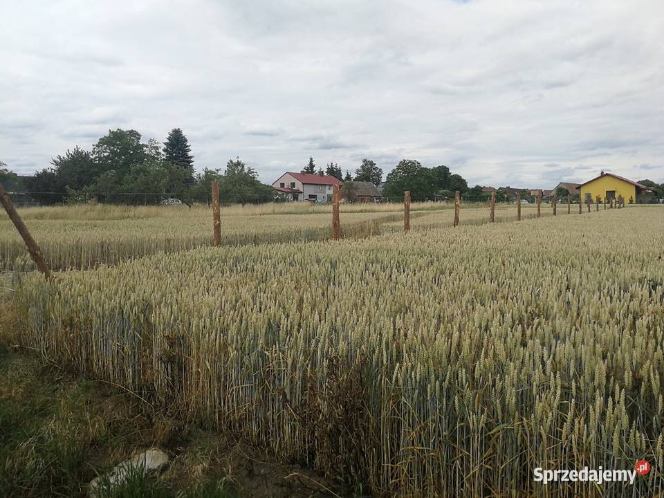 Ogrodzenie z siatki leśnej budowlane tymczasowe Szczecin