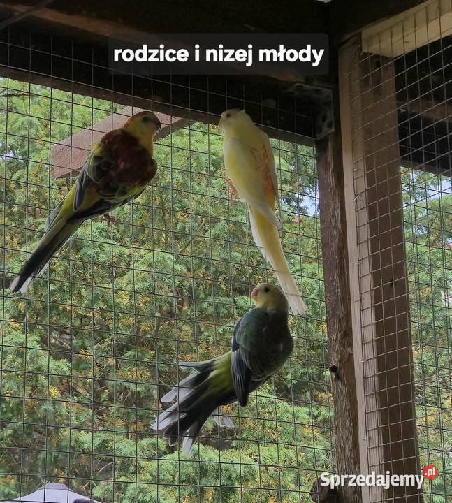 Świergotki dwie pary lęgowe i dwa młode Ptaki Sulejów sprzedam