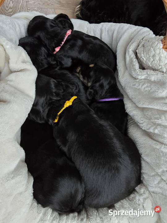 Cocker Spaniel Angielski Błażowa sprzedam