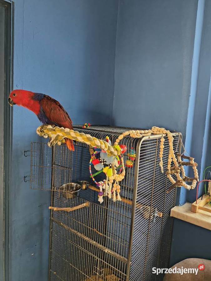 Lora wielka osfojona samica Włóki