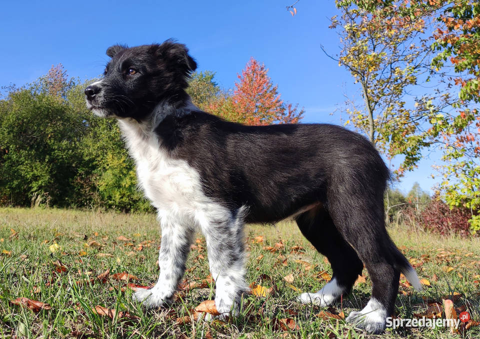 Suczka BORDER COLLIE z pełną dok przebadani Iwonicz