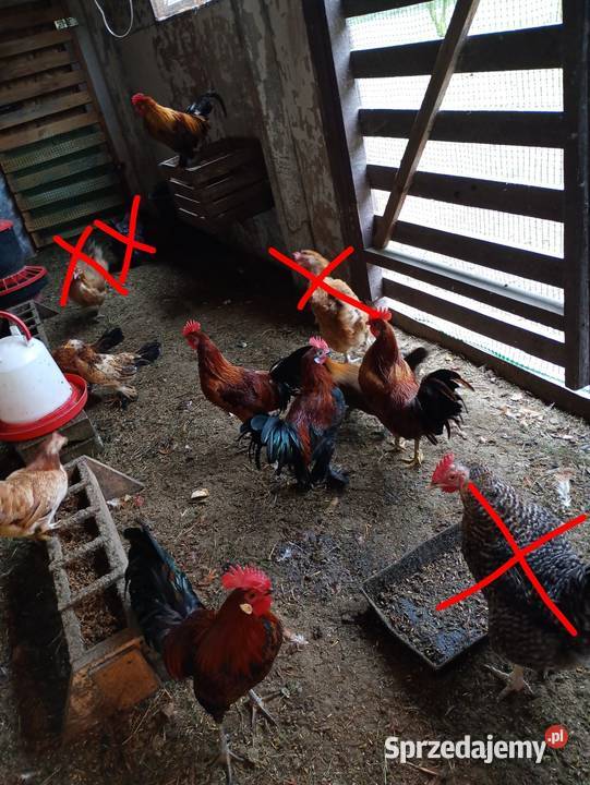 Kurki liliputy Zwierzęta