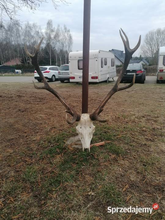 Poroże zachodniopomorskie Szczecin sprzedam