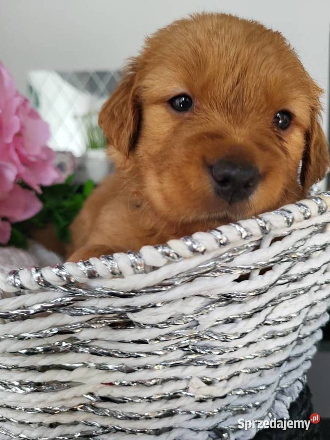 Golden retriever gotowe na nowy domek Golden Retriever
