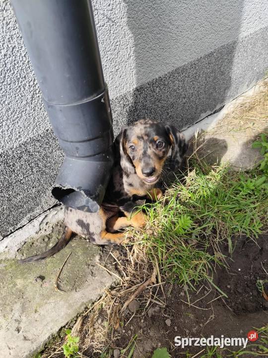 Jamnik krótkowłosy merle mazowieckie Ciechanów sprzedam