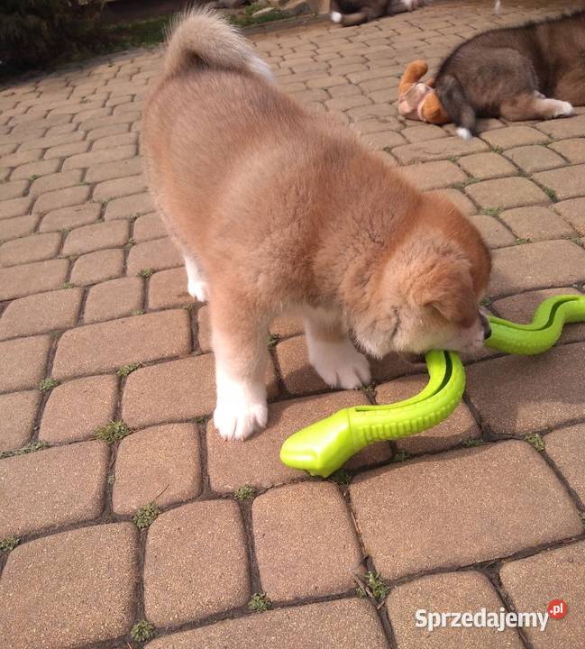 AKITA INU podkarpackie Rzeszów sprzedam