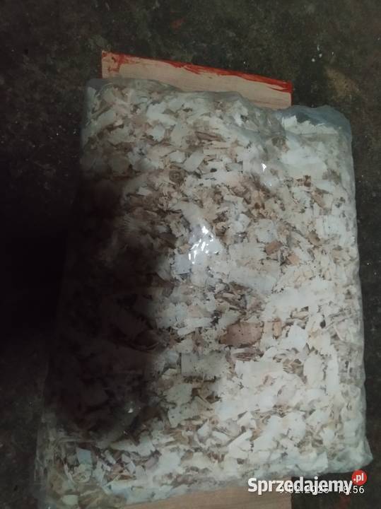Trociny grube wióry kujawsko-pomorskie Kcynia