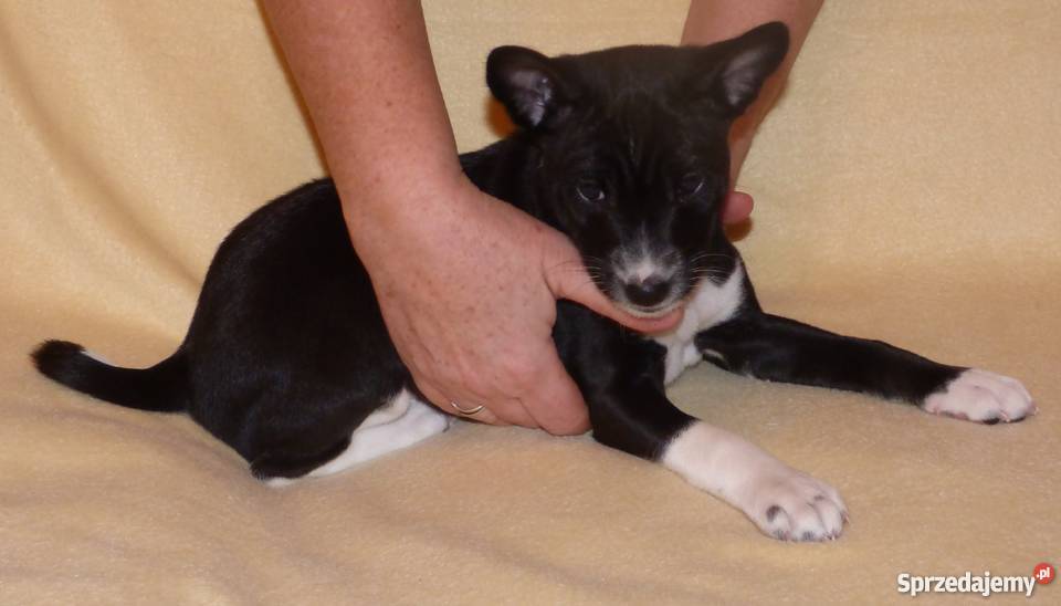 Basenji czarno biały piesek Tropik Z Gremlinkowa Pabianice