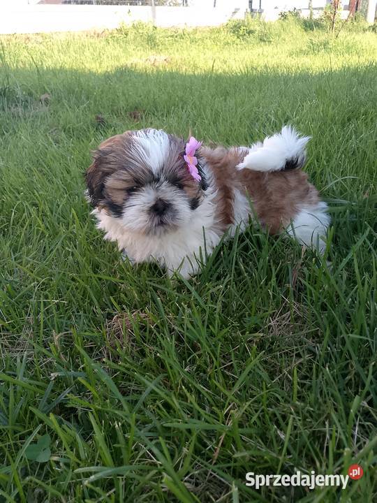 DO ODBIORU suczka ShihTzu tricolor