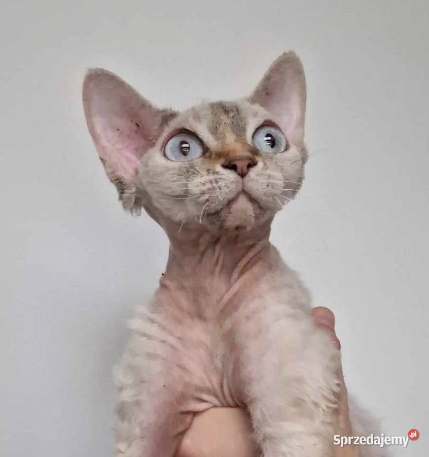 Kochane kotki Devon Rex