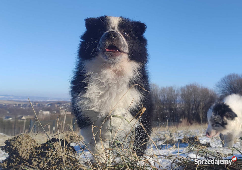 Szczeniak Suczka BORDER COLLIE z Hodowli Rasowa Iwonicz