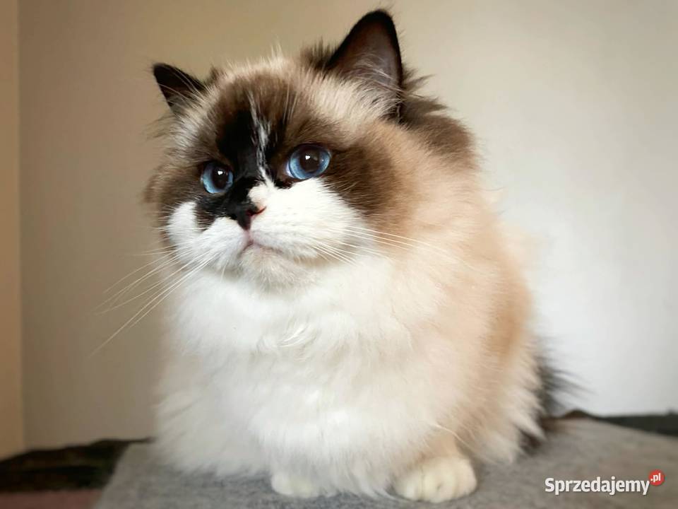 ragdoll kotka oryginalna rodowód FCI Gorzów Wielkopolski