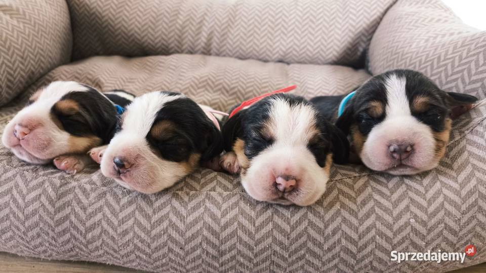 Szczeniaka Beagla możliwość rezerwacji Bielsk Podlaski