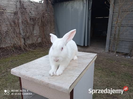 Króle termondzkich Łęczeszyce
