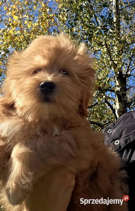 Do odbioru Hawańczyk Championie FCI ZKwP Pozostałe Chrośla