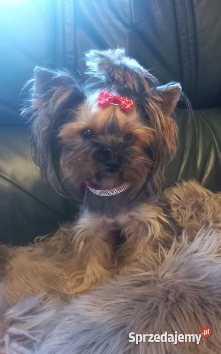 Suczka Yorkshire Terrier z rodowodem Jastków sprzedam