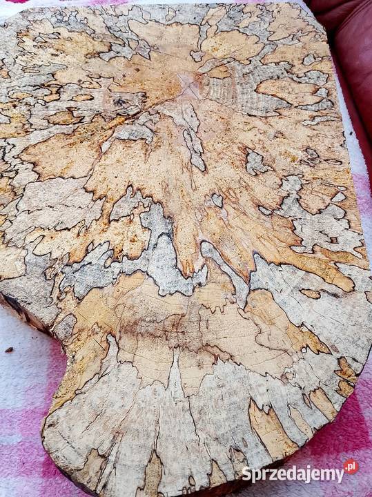 Plaster deska Buk z grzybkiem Pozostałe Nowy Tomyśl