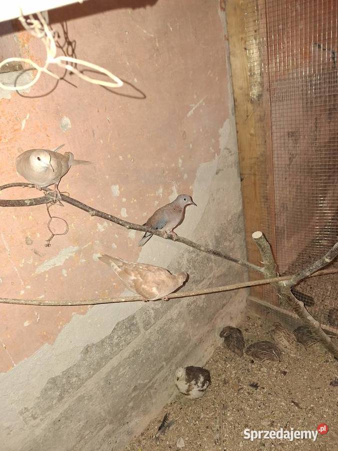 Aleksandreta żółty Horodło