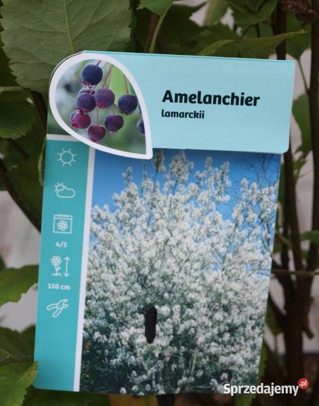 Amelanchier lamarcka wielopienna sadzonka w wielkopolskie Osiny