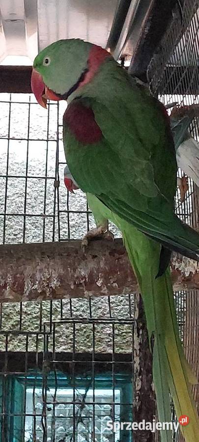 Aleksandreta wielka śląskie Wodzisław Śląski