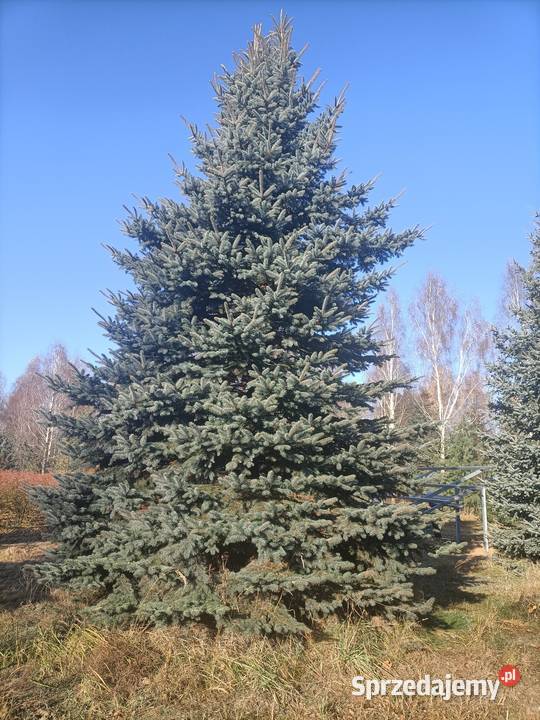 Sprzedam plantację borówki amerykańskiej inwestycyjna Sierzchowy