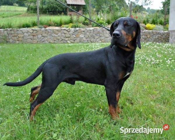 Gończe Polskie reproduktory polujące Posada Jaćmierska sprzedam