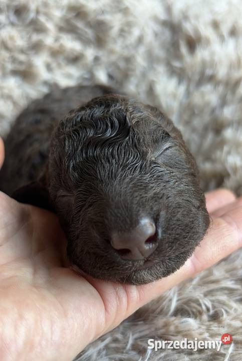 Hiszpański Pies Dowodny Szczenięta Porąbka sprzedam